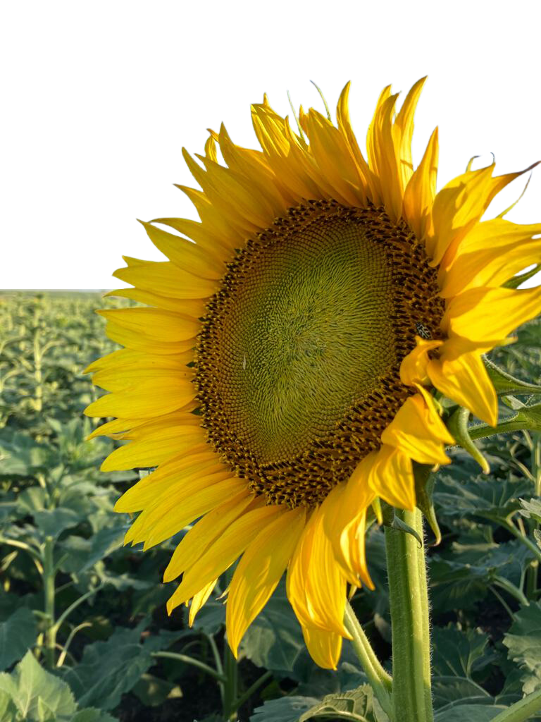 Analisis agropecuarios